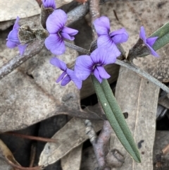 Hovea heterophylla (Common Hovea) at Jerrabomberra, NSW - 31 Jul 2022 by Steve_Bok