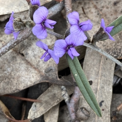 Hovea heterophylla (Common Hovea) at Jerrabomberra, NSW - 31 Jul 2022 by SteveBorkowskis