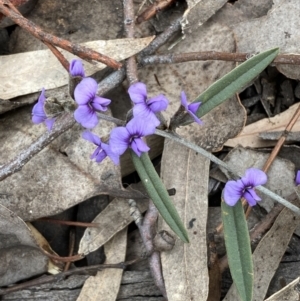 Hovea heterophylla at Jerrabomberra, NSW - 31 Jul 2022