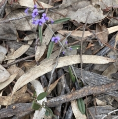 Hovea heterophylla at Jerrabomberra, NSW - 31 Jul 2022