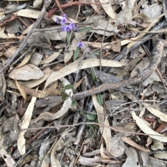 Hovea heterophylla at Jerrabomberra, NSW - 31 Jul 2022