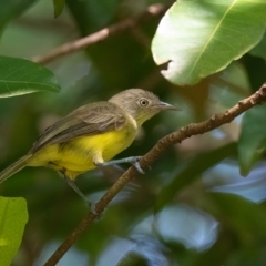 Glycichaera fallax (Green-backed Honeyeater) at Lockhart, QLD - 4 Jan 2022 by NigeHartley