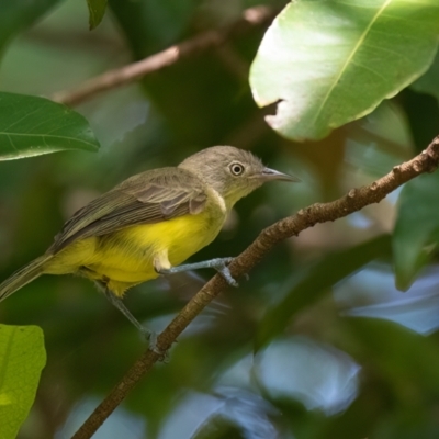 Glycichaera fallax (Green-backed Honeyeater) at Lockhart, QLD - 4 Jan 2022 by NigeHartley