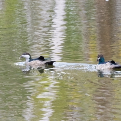 Nettapus pulchellus (Green Pygmy-Goose) at Lockhart River, QLD - 4 Jan 2022 by NigeHartley