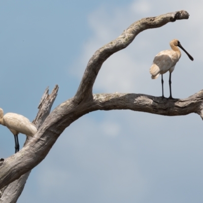 Platalea regia (Royal Spoonbill) at Lockhart River, QLD - 4 Jan 2022 by NigeHartley