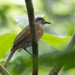 Xanthotis flaviventer (Tawny-breasted Honeyeater) at Lockhart, QLD - 4 Jan 2022 by NigeHartley