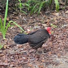 Alectura lathami (Australian Brush-turkey) at Lockhart, QLD - 4 Jan 2022 by NigeHartley