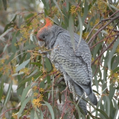 Callocephalon fimbriatum (Gang-gang Cockatoo) at Mount Jerrabomberra QP - 31 Jul 2022 by Steve_Bok