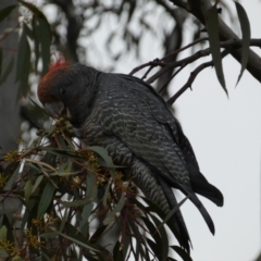 Callocephalon fimbriatum at Jerrabomberra, NSW - 31 Jul 2022