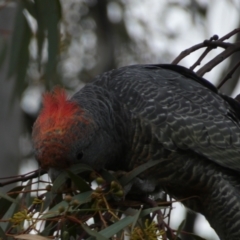 Callocephalon fimbriatum at Jerrabomberra, NSW - 31 Jul 2022