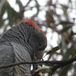 Callocephalon fimbriatum at Jerrabomberra, NSW - 31 Jul 2022