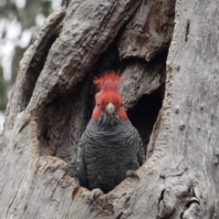 Callocephalon fimbriatum (Gang-gang Cockatoo) at Red Hill, ACT - 31 Jul 2022 by Willcath80