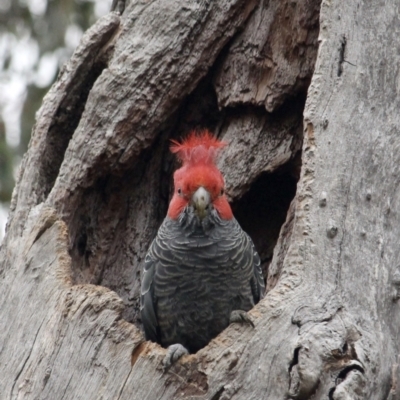 Callocephalon fimbriatum (Gang-gang Cockatoo) at Red Hill, ACT - 31 Jul 2022 by Willcath80