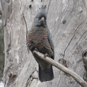 Callocephalon fimbriatum at Red Hill, ACT - 31 Jul 2022