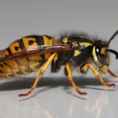 Vespula germanica (German Yellowjacket Wasp (also known as European Wasp)) at Evatt, ACT - 26 Jul 2022 by TimL
