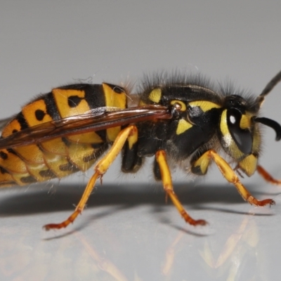 Vespula germanica (European wasp) at Evatt, ACT - 26 Jul 2022 by TimL