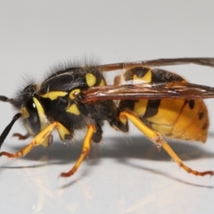 Vespula germanica at Evatt, ACT - 26 Jul 2022 02:32 PM