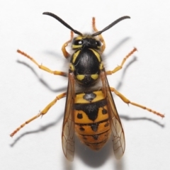 Vespula germanica at Evatt, ACT - 26 Jul 2022 02:32 PM