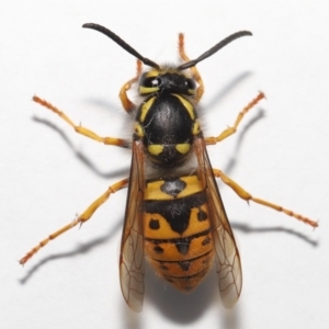 Vespula germanica at Evatt, ACT - 26 Jul 2022 02:32 PM