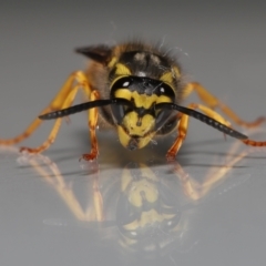 Vespula germanica at Evatt, ACT - 26 Jul 2022 02:32 PM