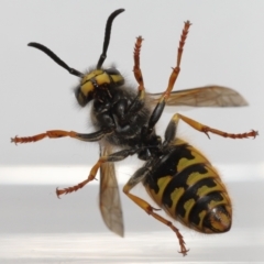 Vespula germanica at Evatt, ACT - 26 Jul 2022 02:32 PM