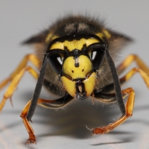 Vespula germanica at Evatt, ACT - 26 Jul 2022 02:34 PM