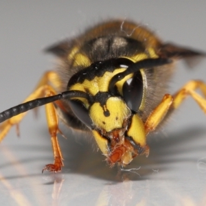 Vespula germanica at Evatt, ACT - 26 Jul 2022