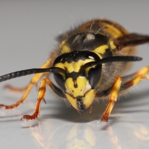 Vespula germanica at Evatt, ACT - 26 Jul 2022 02:34 PM