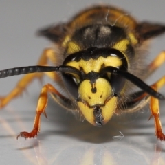 Vespula germanica at Evatt, ACT - 26 Jul 2022 02:34 PM