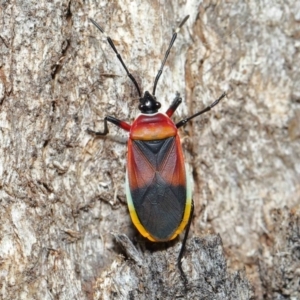 Dindymus versicolor at Paddys River, ACT - 27 Jul 2022 10:19 AM