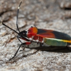 Dindymus versicolor at Paddys River, ACT - 27 Jul 2022 10:19 AM