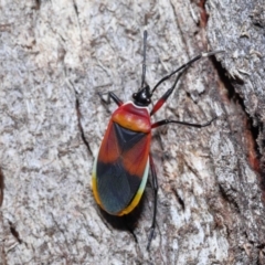 Dindymus versicolor at Paddys River, ACT - 27 Jul 2022 10:19 AM