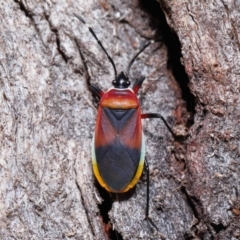 Dindymus versicolor at Paddys River, ACT - 27 Jul 2022 10:19 AM