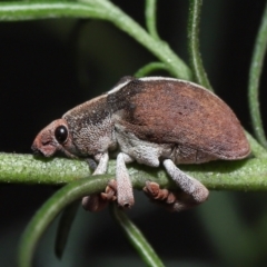 Gonipterus suturalis (Eucalypt weevil) at Acton, ACT - 31 Jul 2022 by TimL