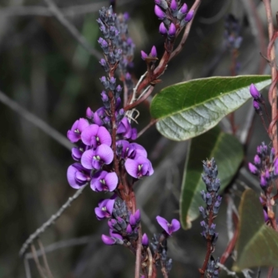 Hardenbergia violacea (False Sarsaparilla) at Tidbinbilla Nature Reserve - 27 Jul 2022 by TimL