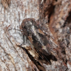 Eurypella tasmaniensis at Paddys River, ACT - 27 Jul 2022