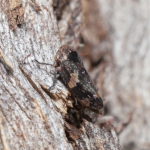 Eurypella tasmaniensis at Paddys River, ACT - 27 Jul 2022