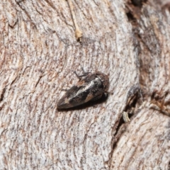 Eurypella tasmaniensis at Paddys River, ACT - 27 Jul 2022