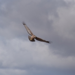 Circus assimilis (Spotted Harrier) at Pialligo, ACT - 31 Jul 2022 by millsse