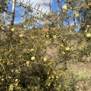 Acacia ulicifolia at Coree, ACT - 1 Aug 2022