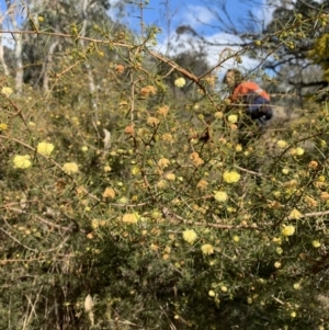 Acacia ulicifolia at Coree, ACT - 1 Aug 2022