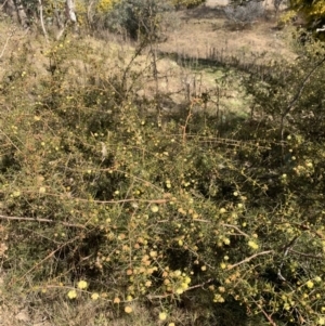 Acacia ulicifolia at Coree, ACT - 1 Aug 2022