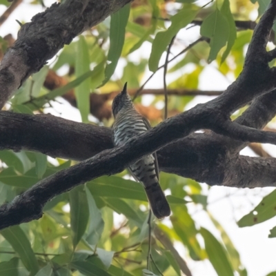 Chrysococcyx minutillus (Little Bronze-Cuckoo) at Lockhart, QLD - 5 Jan 2022 by NigeHartley