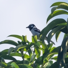 Carterornis leucotis (White-eared Monarch) at Lockhart, QLD - 5 Jan 2022 by NigeHartley