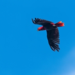 Eclectus polychloros (Papuan Eclectus) at Lockhart, QLD - 4 Jan 2022 by NigeHartley