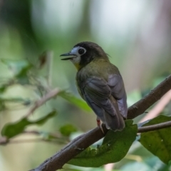 Eopsaltria leucops (White-faced Robin) at Lockhart, QLD - 4 Jan 2022 by NigeHartley