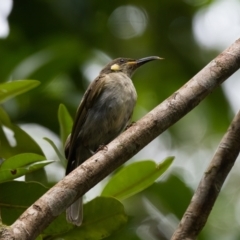 Meliphaga notata (Yellow-spotted Honeyeater) at Lockhart, QLD - 5 Jan 2022 by NigeHartley