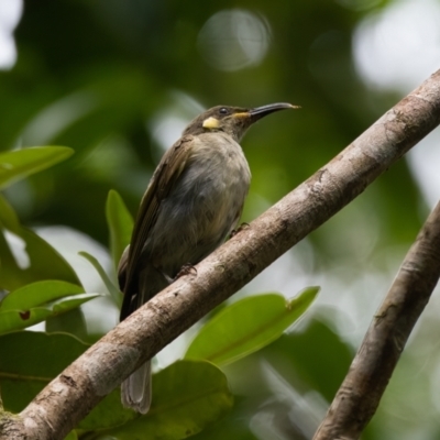 Meliphaga notata (Yellow-spotted Honeyeater) at Lockhart, QLD - 4 Jan 2022 by NigeHartley