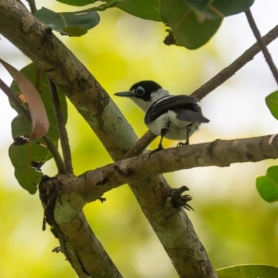 Arses lorealis (Frill-necked Monarch) at Lockhart, QLD - 5 Jan 2022 by NigeHartley