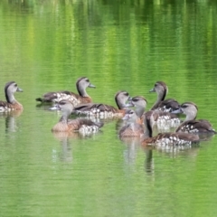 Dendrocygna guttata (Spotted Whistling-Duck) at Lockhart, QLD - 5 Jan 2022 by NigeHartley